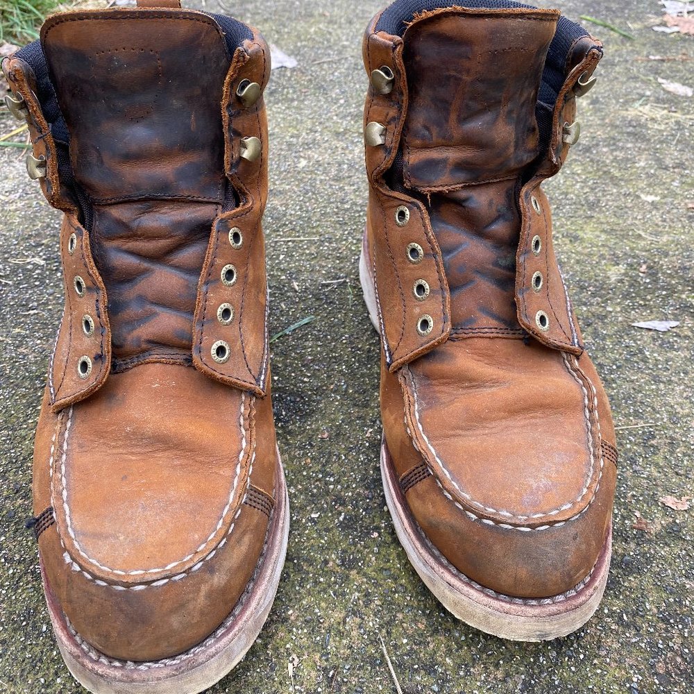 Irish Setter 891